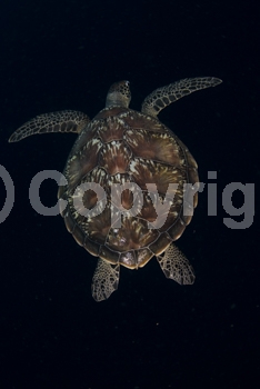 1;Chelonia mydas;Cheloniidae;Green sea turtle;Green turtle;Indonesia;Manado;Marine;One;Reptile;Reptilia;School;Sea turtle;Single;Sulawesi;Swim;Swimming;Underwater;Vertical;carapace;shell